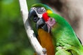 Two Macaw's perched on a tree Royalty Free Stock Photo