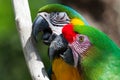 Two Macaw's perched on a tree Royalty Free Stock Photo
