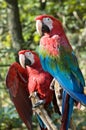 Two macaws