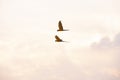 Two macaws fly together in the sky Royalty Free Stock Photo