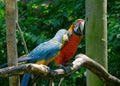 Two Macaws having an active interaction while perched on a branch of a tree Royalty Free Stock Photo
