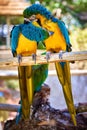 Two macaws perched atop a wooden bench in a natural outdoor setting. Royalty Free Stock Photo