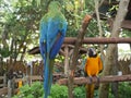 Two Macaws perched on branches Royalty Free Stock Photo