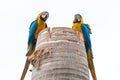 Two macaws in their nest located on a coconut tree Royalty Free Stock Photo