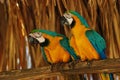 Two macaws tropical Royalty Free Stock Photo