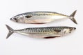 Two Mackerel fish