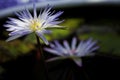 Two macro closeup blue purple water lily in the pool Royalty Free Stock Photo