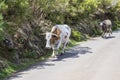 Two Madeira cows walking down on the road Royalty Free Stock Photo