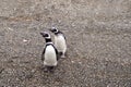 Two magellanic penguins in Patagonia, South America