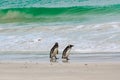 Two Magellanic penguins walking together on beautiful white beach with waves on South Atlantic Ocean, New Island, Falkland Islands Royalty Free Stock Photo