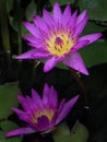 Two Magenta Water Lilly with Rain Drops.