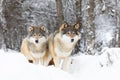 Two magnific wolves in wolf pack in cold winter forest Royalty Free Stock Photo