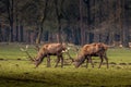 two magnificent deer grazing on a green meadow.