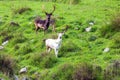 Two magnificent deer