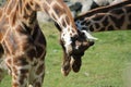 Two magnificent giraffes mingling in the sun