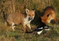 Two magnificent hunting wild Red Foxes, Vulpes vulpes foraging for food in a meadow. They are being closely watched by two Magpies