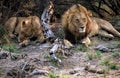 Two magnificent Lions in the bush of Botswana