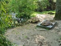 Two turtles surrounded by lush greenery