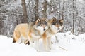 Two magnificent wolves in wolf pack in cold winter forest Royalty Free Stock Photo