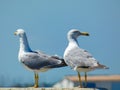 Two magnificent yellow-legged gulls Larus michahellis.looking in the distance towards Port-Saint-Louis-du-RhÃÂ´ne near the Royalty Free Stock Photo