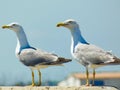 Two magnificent yellow-legged gulls Larus michahellis looking in the distance towards Port-Saint-Louis-du-RhÃÂ´ne near the Royalty Free Stock Photo