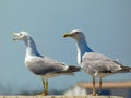 Two magnificent yellow-legged gulls Larus michahellis.looking in the distance towards Port-Saint-Louis-du-RhÃÂ´ne near the Royalty Free Stock Photo