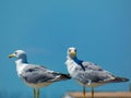 Two magnificent yellow-legged gulls Larus michahellis.looking in the distance towards Port-Saint-Louis-du-RhÃÂ´ne near the Royalty Free Stock Photo