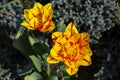 Two magnificent yellow-red peony flowered tulip flower blooms on blurred green Royalty Free Stock Photo