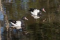 Two Magpie Geese Swimming in a pond Royalty Free Stock Photo