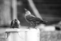 Two magpies drink water from a bucket Royalty Free Stock Photo