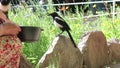 Two magpies get feeded by hand.