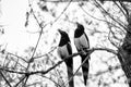 Two magpies perched branch Royalty Free Stock Photo