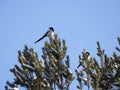 Two magpies are sitting on the tops of the pines. There is snow on the branches of the tree. Sky is blue. Royalty Free Stock Photo