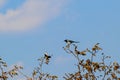 Two magpies on the top of the tree. Magpie bird courtship Royalty Free Stock Photo