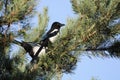 Two Magpies on a Tree Branch Royalty Free Stock Photo