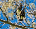 Two Magpies: Tree Friends Royalty Free Stock Photo