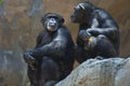 Two Mahale Mountains Chimpanzees at LA Zoo on rock one chimp with wounded arm gives side eye