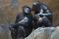 Two Mahale Mountains Chipanzee at LA Zoo look at each other one open wound arm