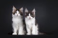 Maine Coon cat kittens on black background Royalty Free Stock Photo