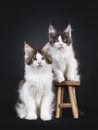 Maine Coon cat kittens on black background Royalty Free Stock Photo