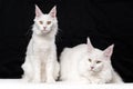 Two Maine Coon Cats on black and white background Royalty Free Stock Photo