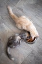 two Maine Coon kittens eat food from a cat bowl, top view Royalty Free Stock Photo