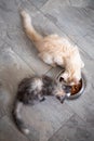 two Maine Coon kittens eat food from a cat bowl, top view Royalty Free Stock Photo