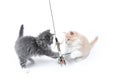 Two small maine coon kittens playing on white background Royalty Free Stock Photo