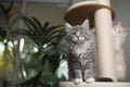 Two maine coon kittens on scratching post Royalty Free Stock Photo