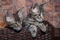 Two maine coon kittens are sitting in a wicker basket. Pet animals. Royalty Free Stock Photo