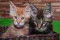 Two maine coon kittens are sitting in a wicker basket. Royalty Free Stock Photo