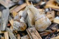 Two maiting Roman snails Gastropoda Helix pomatia
