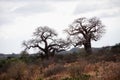 Two majestic Baobab Trees Towering. Royalty Free Stock Photo