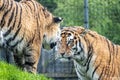 Two majestic Bengal tigers standing in the rain, facing one another